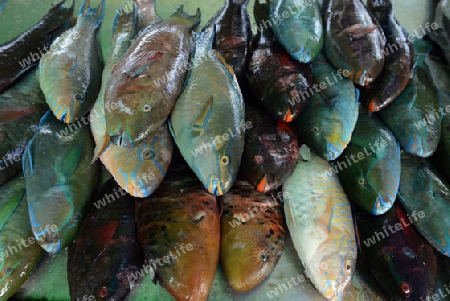 Frischer Papagai Fisch in einem Seafood Restaurant an der Rawai Beach auf der Insel Phuket im sueden von Thailand in Suedostasien.