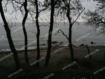 Wald am Wasser- Fehmarn 