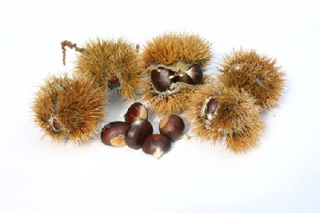 Edelkastanien chestnuts