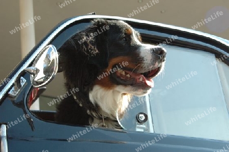 Berner Senner im Auto