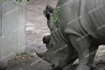 Nashorn - Rhinocerotidae