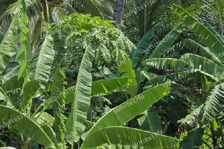 Bananen Plantage in Sri Lanka