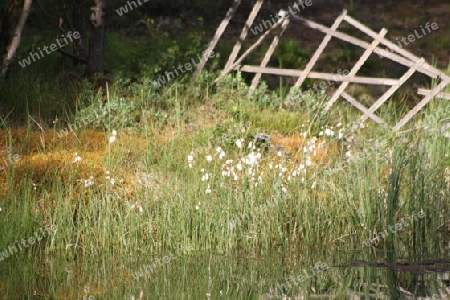 Holzzaun in der Natur