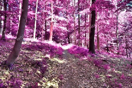 Beautiful pink and purple infrared panorama of a countryside landscape with a blue sky.