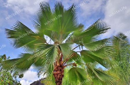 Beautiful palm trees at the beach on the tropical paradise islands Seychelles