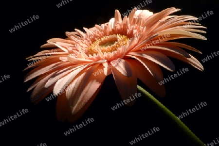 Gerbera