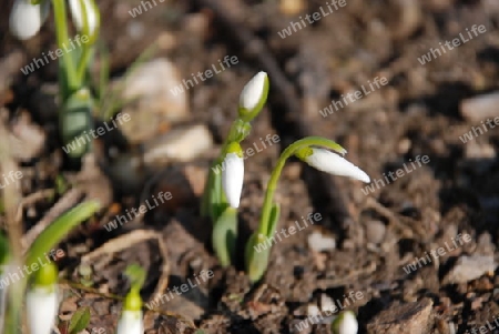 Snowdrop