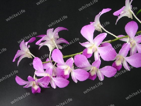 Orchidee