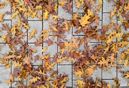 Beautiful Autumn Foliage Leaves in Golden and Red Hues - Autumn Background