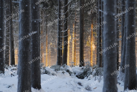 Winterwald bei Sonnenuntergang