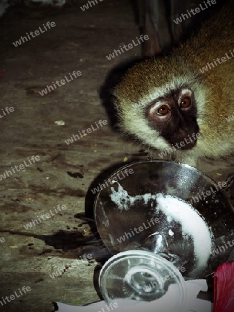 Gr?nemeerkatze, beim, Eis, Essen, in, Kenya, Palm, Beach, Resort, Afrika, Affe, frech, Dieb