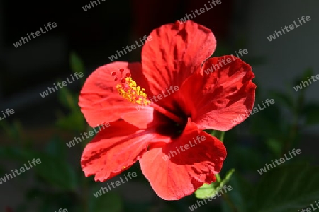 roter Hibiskus