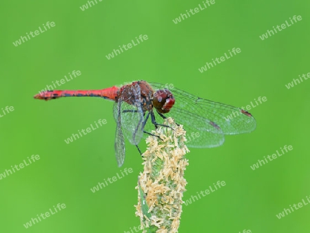 Gemeine Heidelibelle, M?nnchen, (Sympetrum vulgatum)