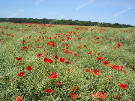 Mohn im Rapsfeld