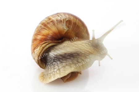 Weinbergschnecke auf hellem Hintergrund