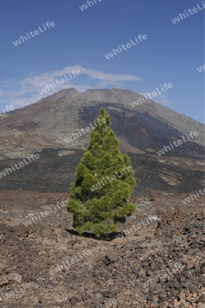 The Volcano Teide on the Island of Tenerife on the Islands of Canary Islands of Spain in the Atlantic.  