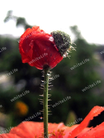 Mohn