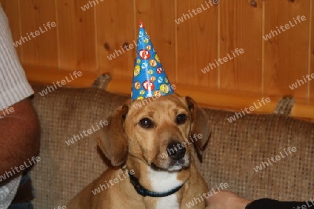 Hund macht party