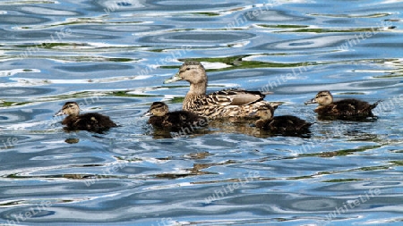 Enten.01