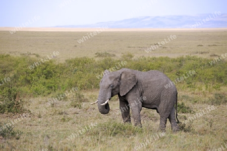 Afrikanischer Elefant (Loxodonta africana), halbwuechsiges Maennchen in der Landschaft der  Masai Mara, Kenia, Afrika