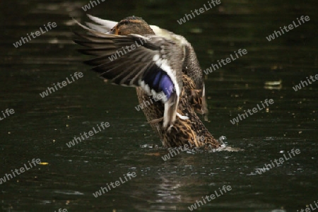 Stockente Weibchen