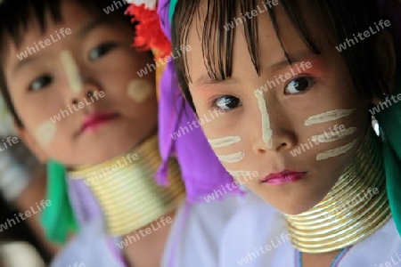 Eine Traditionell gekleidete Langhals Frau eines Paudang Stammes aus Burma lebt in einem Dorf noerdlich von Chiang Mai in Nord Thailand. 