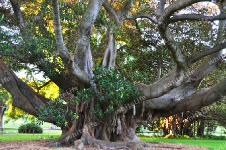 Feigenbaum - Ficus columnaris