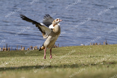 Nilgans, Alopochen aegyptiacus  