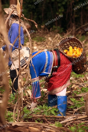 Traditionell gekleidete Frau von einem Stamm der Dara-Ang bei ernten von Maiskolben in einem Maisfeld beim Dof Chiang Dao noerdlich von Chiang Mai im Norden von Thailand. 