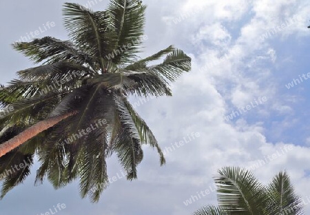 Beautiful palm trees at the beach on the tropical paradise islands Seychelles