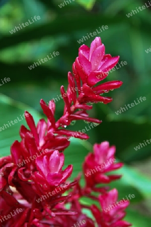 Natur in Sri Lanka