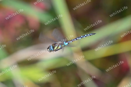 Blaugr?ne Mosaikjungfer (Aeshna Cyanea)