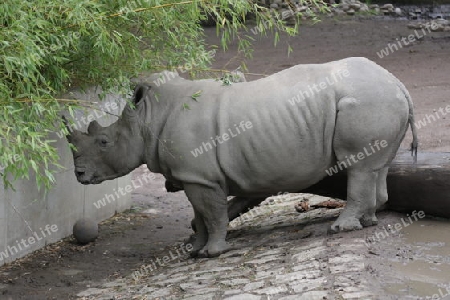 Nashorn - Rhinocerotidae