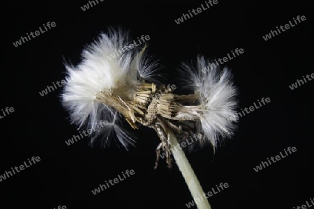 Pusteblume