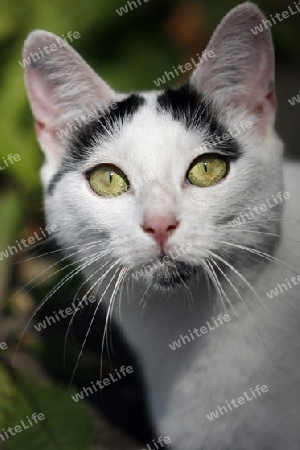 Katzenportrait