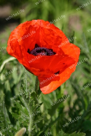 Roter Mohn