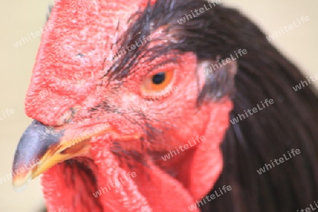 Huhn Profil