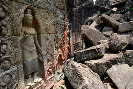 The Temple of  Ta Prohm in the Temple City of Angkor near the City of Siem Riep in the west of Cambodia.