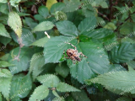 Spinne mit Zwischenmahlzeit I