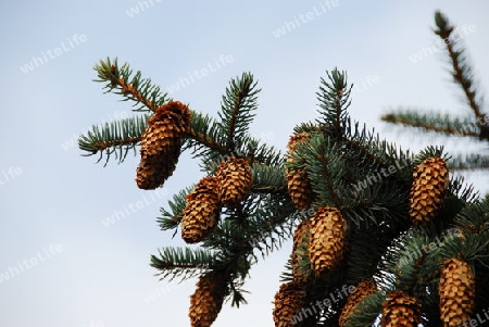 Tannenzapfen am Baum