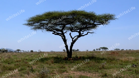 Baum in Afrika