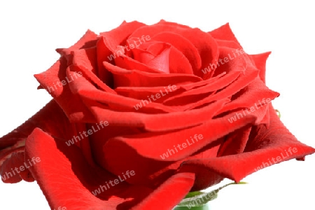 Rote Rose