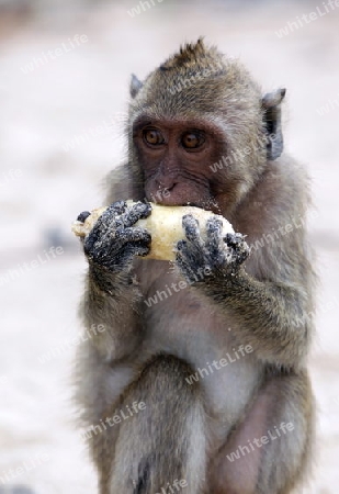 Wilde Affen auf der Monkey Island im Khao Sam Roi Yot Nationalpark am Golf von Thailand im Suedwesten von Thailand in Suedostasien.