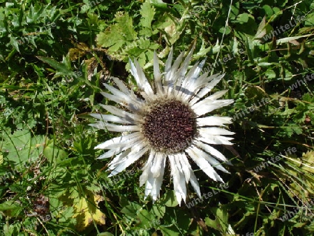 Silberdistel