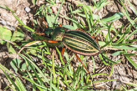 Goldlaufkäfer, Golden ground beetle