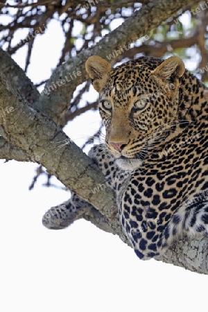 Leopard (Panthera pardus), ruht auf einem Feigenbaumast, Masai Mara, Nationalpark, Kenia, Ostafrika, Afrika