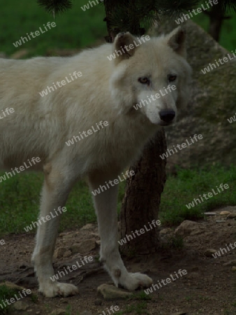 canadischer Wolf im Wald