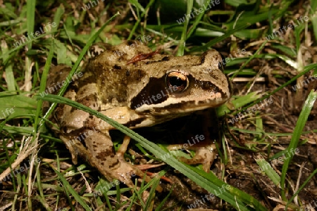 Grasfrosch (Rana temporaria) im Biotop