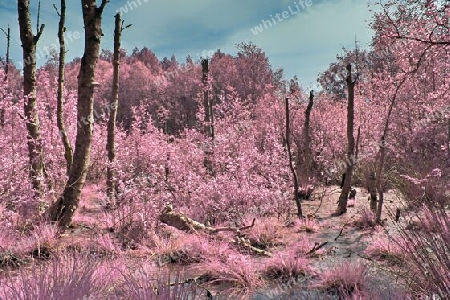 Beautiful pink and purple infrared panorama of a countryside landscape with a blue sky.