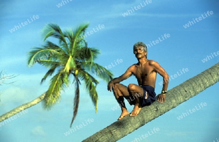 
Palmen am Strand der Insel Meeru im Northmale Atoll auf den Inseln der Malediven im Indischen Ozean.